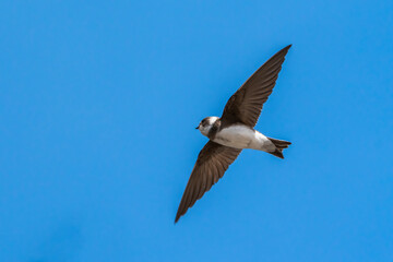 Obraz premium Sand Martin (Riparia riparia) in flight with a blue sky and copy space, a migrating bird that can be found flying in the UK in the spring from March or April and is known as the Bank Swallow