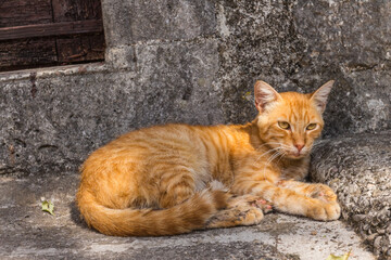 Red street cat sitting on the street in the city of Kotor. Montenegro