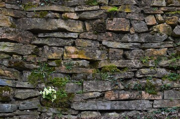 yellow flowers of bitter gourd and plants on the brick wall