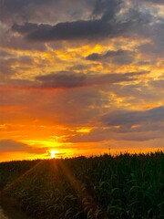 Obraz premium sunset in the field