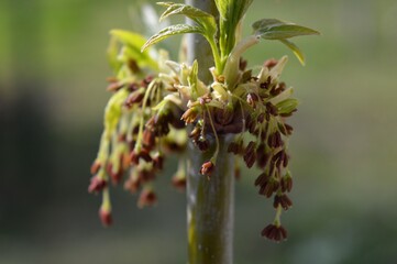 small strange seeds of the plant