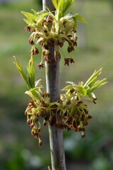 small strange seeds of the plant