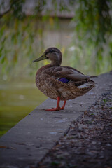 duck on the lake