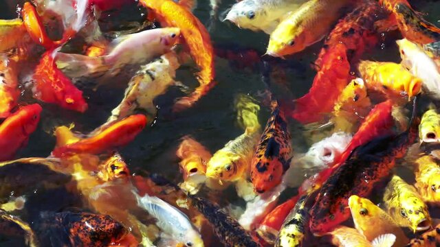 Goldfish in the pond. Koi fishes crowding in the pond. Decorative fish on the lake in the park.