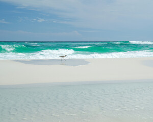 Coastal Bird in Navarre Beach, Florida. Paradise with white sand and turquoise water. 