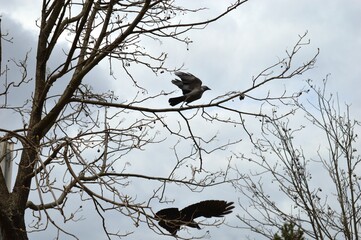 a black bird in flight