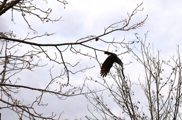 a black bird in flight