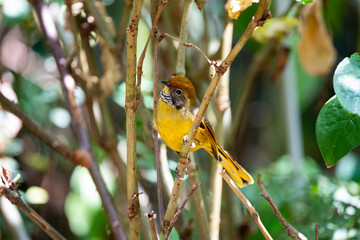 Bar - throated Minia