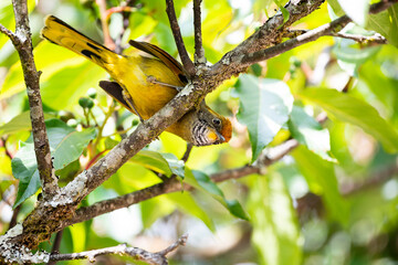 Bar - throated Minia