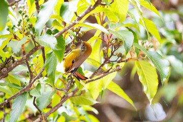 Bar - throated Minia