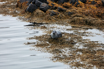 A seal swims in the water on the beach Ytri-Tunga in Iceland