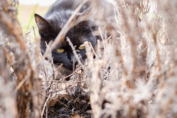 Black cat with bright yellow eyes sniffs dry grass in search of prey