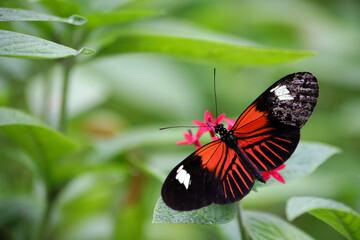 Fototapeta na wymiar Red and black butterfly