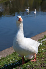 Gans am Fluss, gehend an der Güdinger Schleuse, Saarbrücken, mit zwei Schwänen im Hintergrund