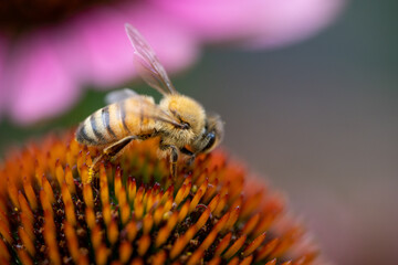 bee on a flower
