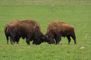 Fototapeta premium Buffalo in open field.