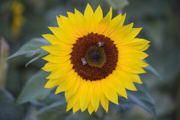 Sunflower and bees