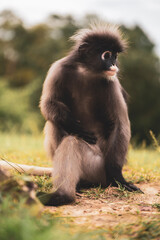 portrait of a baboon