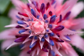 close up of flower