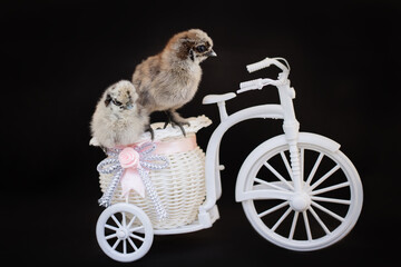 Chinese silk chicken © Volha