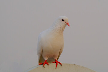 pigeon