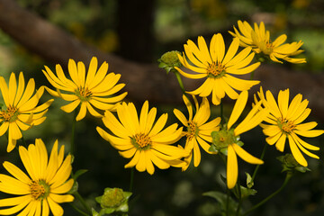 silphium perfoliatum, cup plant, cup-plant (asteraceae) on a dark background