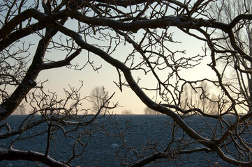 Ge&auml;st eines Baumesim Winter im Gegenlicht vor dem Rheindeich bei Dornick, Niederrhein, Deutschland