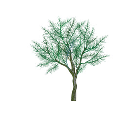 spruce tree vector illustrations