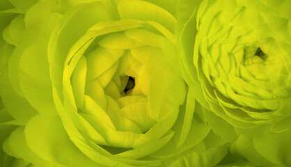Green color anemone flower bouquet background