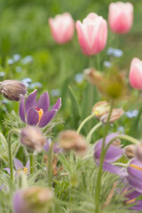 pulsatilla or pasque flower (ranunculaceae) and pink and white tuplips in a spring flower display