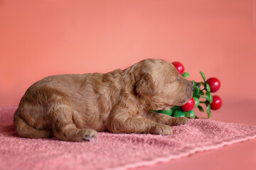 Ginger poodle puppy