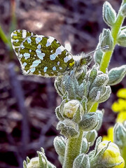 Mariposa en una verbacum boerhavii L.