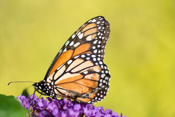 monarch butterfly on purple buddleja blossoms - isolated against a uniform light green background 