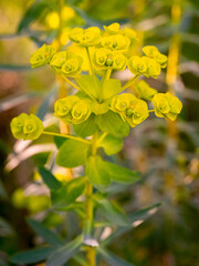 detail of cypress spurge flowers (Euphorbia cyparissias) with blurred background