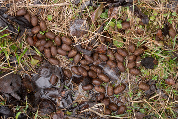 roe deer droppings on the ground