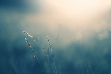 Grünes Gras im Wald bei Sonnenuntergang. Makrobild, geringe Schärfentiefe. Unscharfer Naturhintergrund, Vintage-Filter. Sommerlandschaft