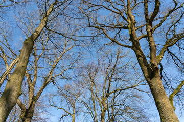 Bara canopy of oak trees in The Netherlands