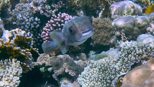 Coral reef in the red sea underwater colorful tropical fish Arothron stellatus, Starry toadfish. POV snorkeling. Tropical colorful seascape. Underwater reef. Reef coral scene. Egypt
