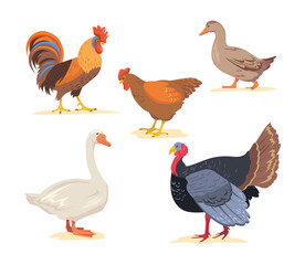 Set of cartoon farm, poultry birds flat vector illustration. Goose, chicken, rooster, duck, turkey in white background. Farm, poultry, bird, animal, food concept for banner design or landing page