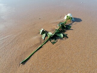 rose on the sand