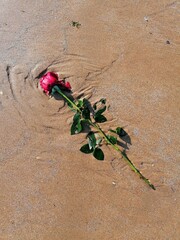 red rose on the ground