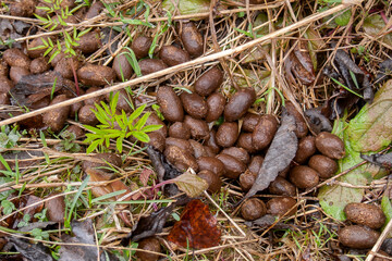 roe deer droppings on the ground