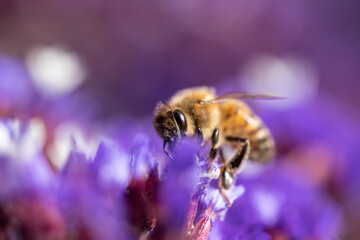 bee on a flower