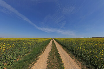 Landscape with rapeseed fields to the horizon