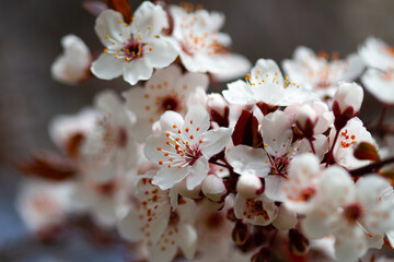 Close up of branch with flowers
