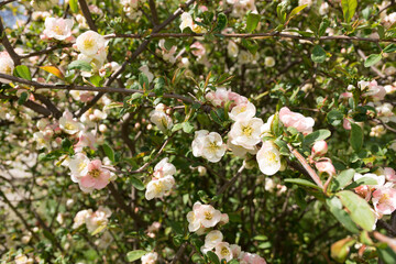 pink-rose and white chaenomeles in a garden