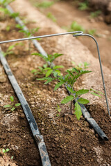 A newly transplated tomato seedling in the garden with wire trellis and irrigation drippers.