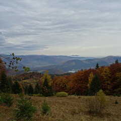 Autumn mountain forest