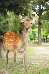 Naklejka na ściany i meble Deer of Nara park in Japan