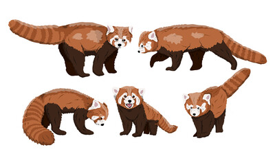 Red panda Ailurus fulgens set. lesser panda, the red bear-cat, and the red cat-bear in various poses. Realistic vector animals of the Himalayas and China.